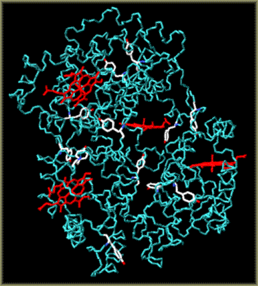Human haemoglobin with highlighted tyrosine residues. Rotational conformation of the ring is different in different tyrosine residues.